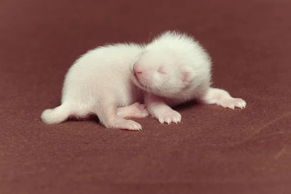 Young Champagne Ferret Baby Posing Studio Background — Stock Photo, Image