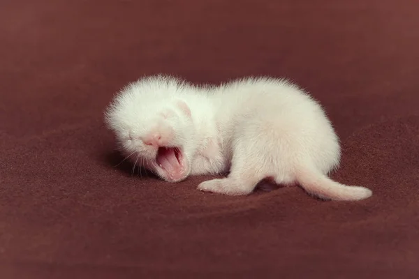 Jonge Champagne Ferret Baby Poseren Studio Achtergrond — Stockfoto