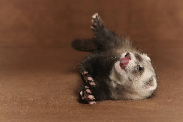 Bayi Musang Muda Berpose Studio Latar Belakang — Stok Foto