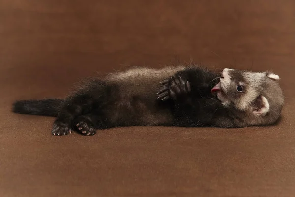 Young Dark Ferret Baby Posing Studio Background — Stock Photo, Image