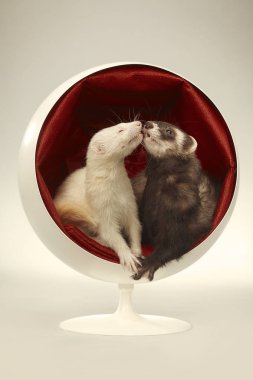 Ferret couple portrait in studio with white/red chair clipart