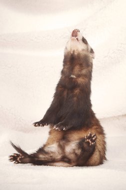 Komik gelincik portre Studio ışık arka plan üzerinde rahatlatıcı