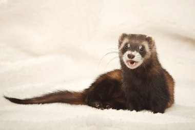 Komik gelincik portre Studio ışık arka plan üzerinde rahatlatıcı