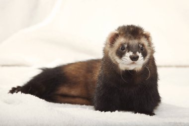 Komik gelincik portre Studio ışık arka plan üzerinde rahatlatıcı