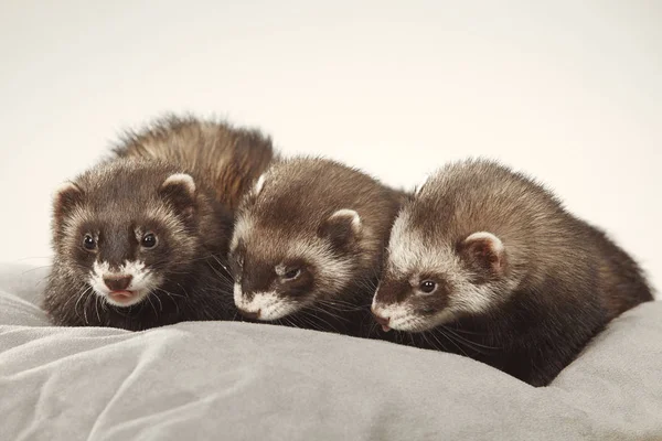 Ferret Groepsportret Studio Met Grijs Kussen — Stockfoto