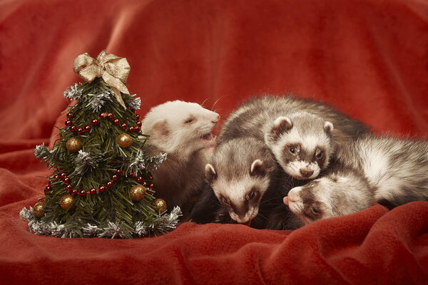 Ferret group portrait in studio with christmas tree on red