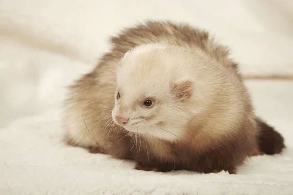 Relaxační Funny Ferret Portrét Studiu Světlé Pozadí — Stock fotografie