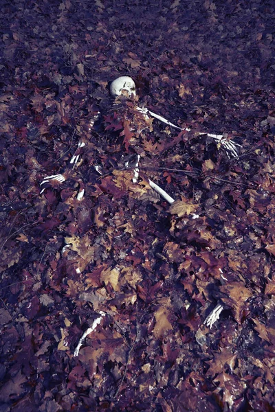 Restos Esqueleto Humano Encontrados Hojas Caídas Bosque Invernal —  Fotos de Stock