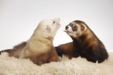 Pet ve arkadaşı - gelincik çift studio poz