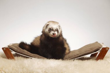 Pet ve arkadaşı - Standart renk gelincik portre Studio