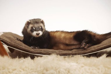 Standart renk gelincik kadın portre Studio