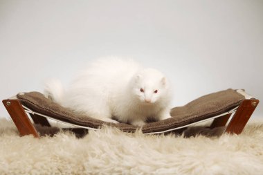 Pet ve arkadaşı - albino güzel studio yaban gelinciği