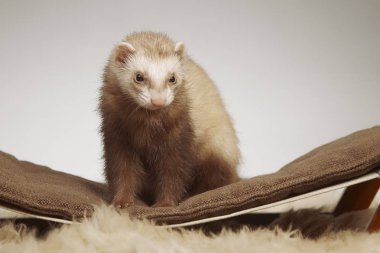 Pet ve arkadaşı - gelincik portre Studio