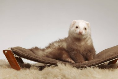 Şampanya ferret erkek kanepede döşenmesi