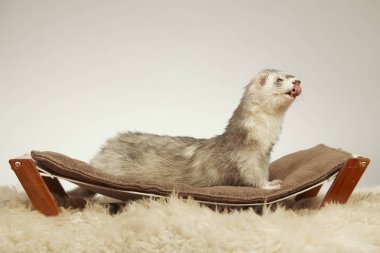 Pet ve arkadaşı - gelincik portre Studio