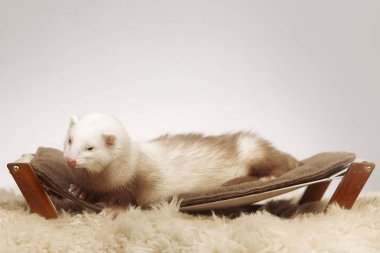 Pet ve arkadaşı - gelincik portre Studio