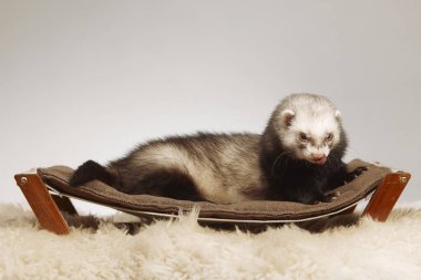 Pet ve arkadaşı - gelincik portre Studio