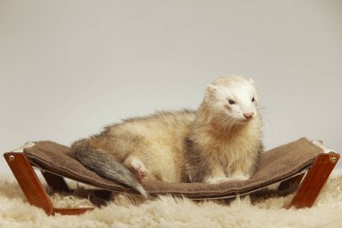 Pet ve arkadaşı - gelincik portre Studio