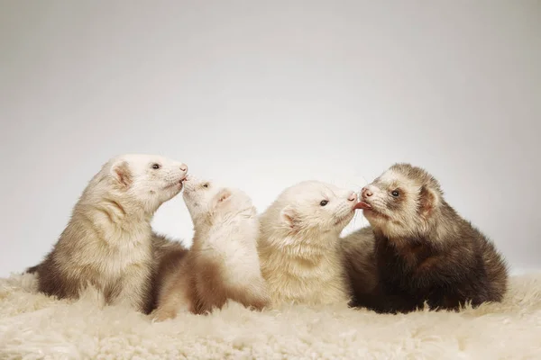 Grupo Amigos Furão Posando Para Retrato Estúdio — Fotografia de Stock