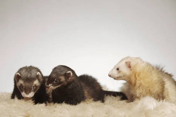 Grupo Amigos Furão Posando Para Retrato Estúdio — Fotografia de Stock