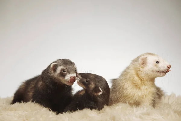 Group Ferret Friends Posing Portrait Studio — Stock Photo, Image