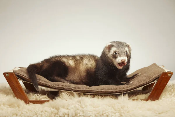 Pet Friend Ferret Portrait Studio — Stock Photo, Image