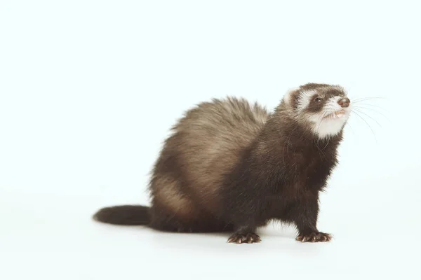 Pet Friend Ferret Portrait Studio — Stock Photo, Image