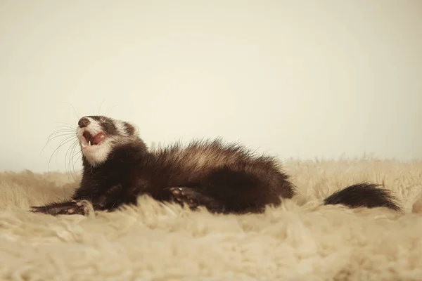 Standaard Kleur Ferret Vrouwelijke Portret Studio — Stockfoto