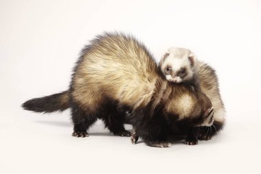 Standart renk yaban gelinciği kadın çift studio poz