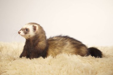 Standart renk ferret kadın stüdyoda poz