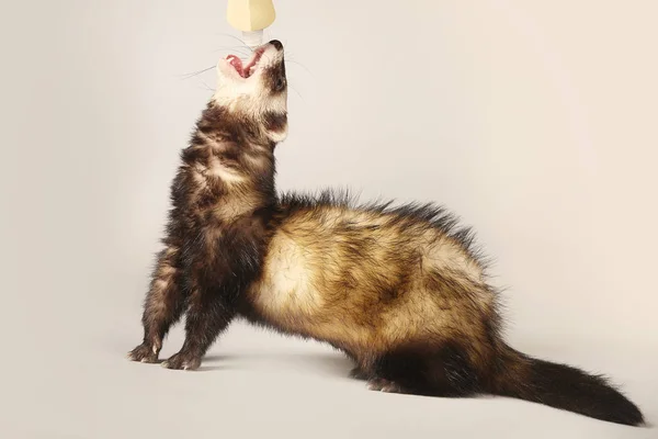 Furet Couleur Standard Femelle Posant Studio — Photo