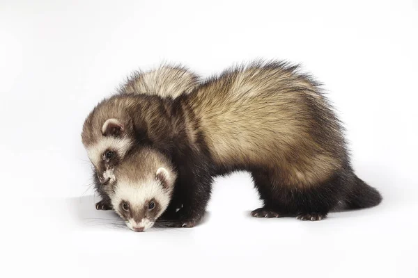 Standaard Kleur Ferret Vrouwelijke Paar Poseren Studio — Stockfoto