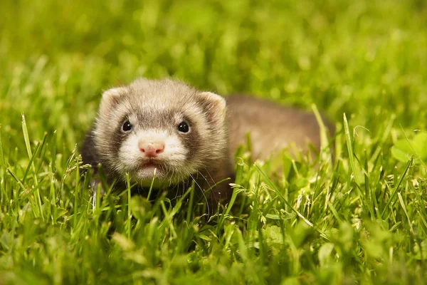 Ferret Baby Oud Ongeveer Vijf Weken Ontspannen Zomer Gras — Stockfoto