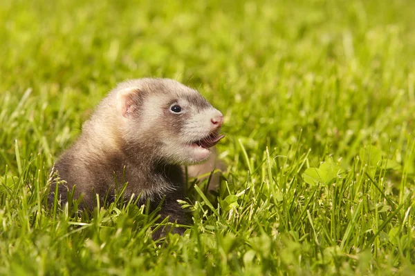 Ferret Bebê Velho Cerca Cinco Semanas Relaxante Grama Verão — Fotografia de Stock