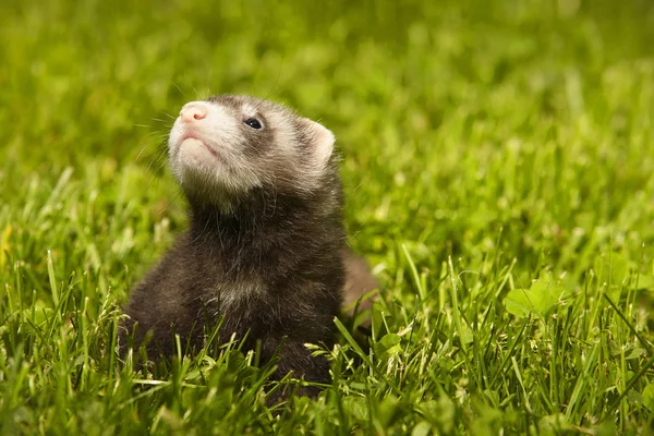 Ferret Dziecko Stary Około Pięć Tygodnie Relaksujący Lato Trawa — Zdjęcie stockowe