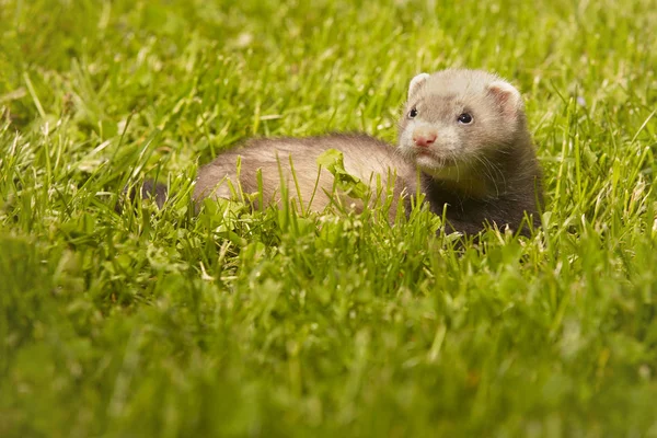 Ferret Bebê Velho Cerca Cinco Semanas Relaxante Grama Verão — Fotografia de Stock