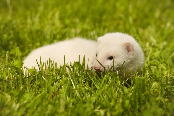 フェレット赤ちゃんは夏の草の上でリラックス約5週間 — ストック写真