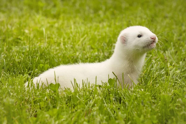 Ferret Baby Old Five Weeks Relaxing Summer Grass — Stock Photo, Image