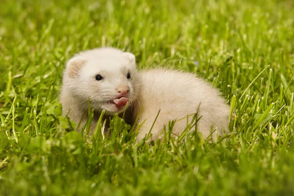 Ferret Baby Old Five Weeks Relaxing Summer Grass — Stock Photo, Image