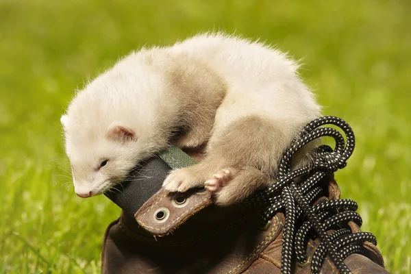 Ferret Babies Old Five Weeks Relaxing Leather Shoes — Stock Photo, Image