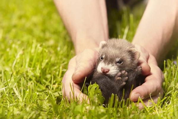 Ferret Dziecko Stary Około Pięć Tygodnie Rozluźniania Ludzki Dłoń — Zdjęcie stockowe