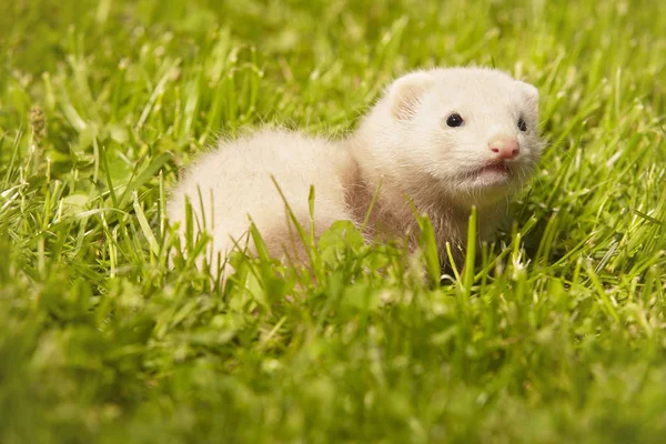 Ferret Baby Oud Ongeveer Vijf Weken Ontspannen Zomer Gras — Stockfoto