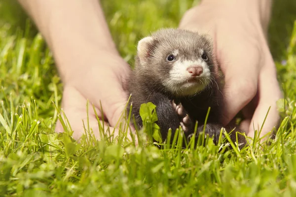 Ferret Baby Old Five Weeks Relaxing Human Hands — Stock Photo, Image