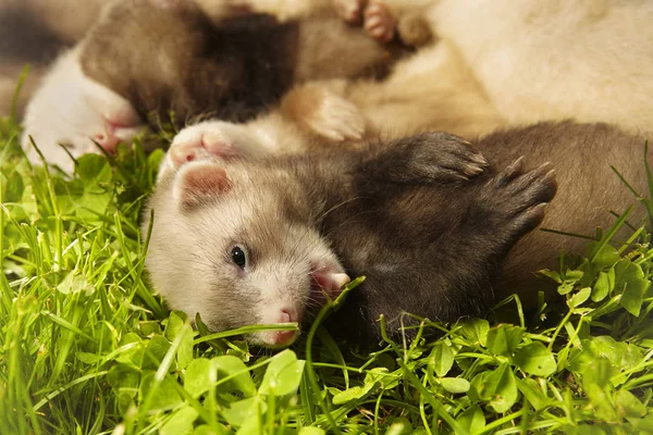 Groupe Bébés Furets Âgés Environ Cinq Semaines Détendre Sur Herbe — Photo