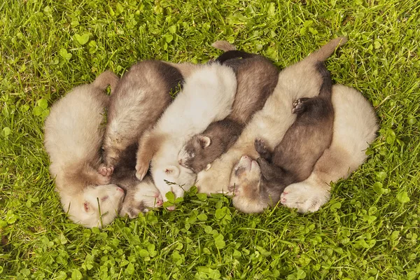 Group Ferret Babies Old Five Weeks Relaxing Summer Grass — Stock Photo, Image