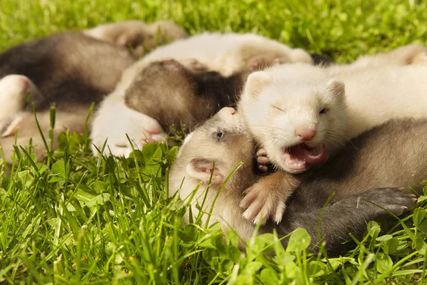 Groupe Bébés Furets Âgés Environ Cinq Semaines Détendre Sur Herbe — Photo