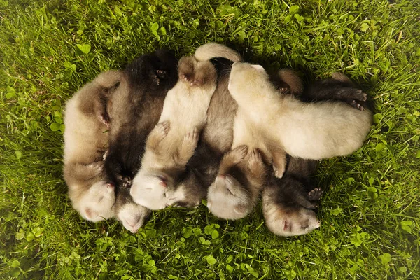 Group Ferret Babies Old Five Weeks Relaxing Summer Grass — Stock Photo, Image