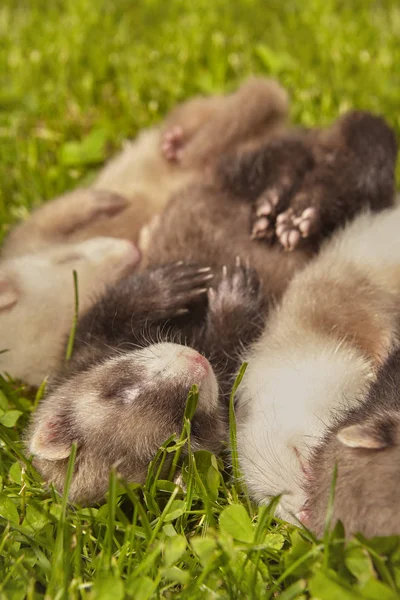 Group Ferret Babies Old Five Weeks Relaxing Summer Grass — Stock Photo, Image