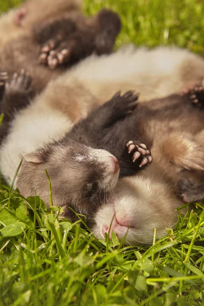 Grupo Bebês Furão Idade Cerca Cinco Semanas Relaxante Grama Verão — Fotografia de Stock