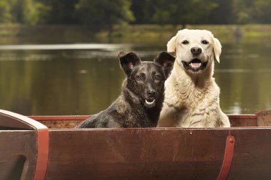 Göl kenarında ki küvette poz veren iki güzel köpek